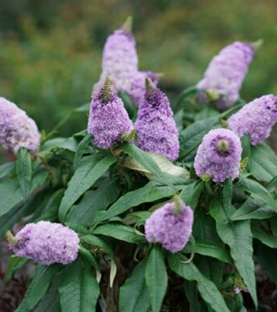 Butterfly Bush Pugster® Amethyst